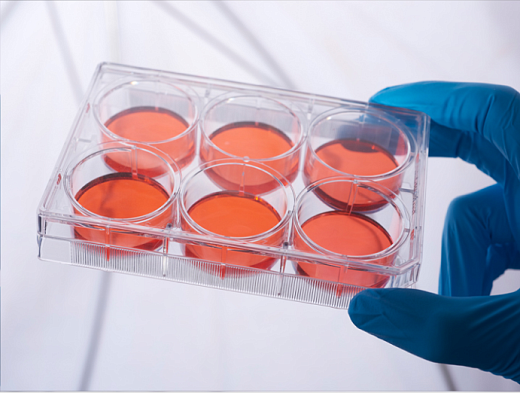 Наполненный культуральный планшет 6-лун.