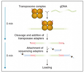Набор для быстрого секвенирования геномной ДНК, Rapid Sequencing Kit