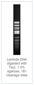 1.4 % агарозный гель-электрофорез с результатами гидролиза ДНК фага лямбды эндонуклеазой рестрикции TauI (181 сайт рестрикции)