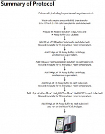 Набор для анализа пролиферации (Ki67) Muse Ki67 Proliferation Kit, 100 тестов