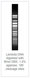 1.4 % агарозный гель-электрофорез с результатами гидролиза ДНК фага лямбды эндонуклеазой рестрикции Bme1390I (185 сайтов рестрикции)