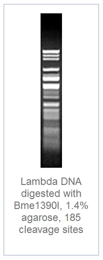 1.4 % агарозный гель-электрофорез с результатами гидролиза ДНК фага лямбды эндонуклеазой рестрикции Bme1390I (185 сайтов рестрикции)