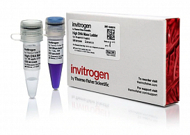 Маркер длин ДНК High DNA Mass Ladder, 6 фрагментов от 1000 до 10 000 п.н., 0,13 мкг/мкл