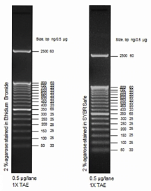 Маркер длин ДНК TrackIt 50 bp DNA Ladder, 17 фрагментов от 50 до 2500 п.н.; готовый к применению; 0,1 мкг/мкл