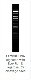1.0 % агарозный гель-электрофорез с результатами гидролиза ДНК фага лямбда эндонуклеазой рестрикции Eco47I (35 сайтов рестрикции)