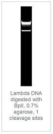 0.7 % агарозный гель-электрофорез с результатами гидролиза ДНК фага лямбды эндонуклеазой рестрикции BplI (1 сайт рестрикции)