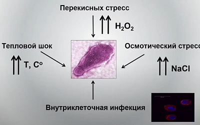 Большие тайны маленькой клетки