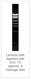 1.0 % агарозный гель-электрофорез с результатами гидролиза ДНК фага лямбды эндонуклеазой рестрикции XmiI (9 сайтов рестрикции)