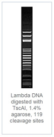 1.4 % агарозный гель-электрофорез с результатами гидролиза ДНК фага лямбды эндонуклеазой рестрикции TscAI (119 сайтов рестрикции)