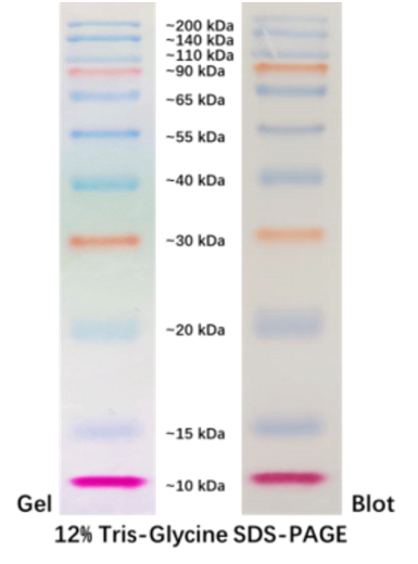 Маркер молекулярного веса белков, 10-200 кДа, предокрашенный