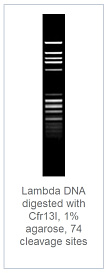 1.0 % агарозный гель-электрофорез с результатами гидролиза ДНК фага лямбды эндонуклеазой рестрикции Cfr13I (74 сайта рестрикции)