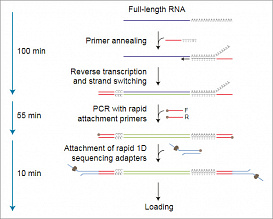 Набор для секвенирования кДНК со стадией ПЦР, PCR-cDNA Sequencing Kit
