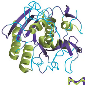 Протеиназа К, из Pichia Pastoris Recombinant PCR Grade, для молекулярной биологии, 100 мг, CDH, Индия