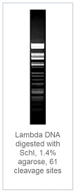 1.4 % агарозный гель-электрофорез с результатами гидролиза ДНК фага лямбды эндонуклеазой рестрикции SchI (61 сайт рестрикции)