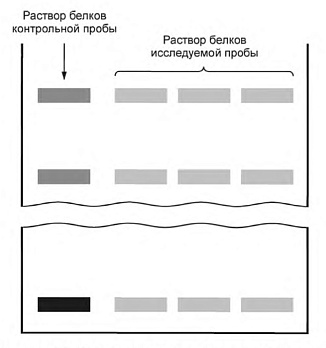 Рис. 1. Электрофореграмма раствора белков исследуемой пробы, в составе которой отсутствуют белки немолочного происхождения (согласно ГОСТ Р 53761-2009)