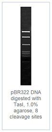1.0 % агарозный гель-электрофорез с результатами гидролиза ДНК pBR322 эндонуклеазой рестрикции TasI (8 сайтов рестрикции)