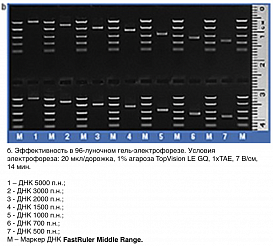 Маркер длин ДНК FastRuler Middle Range, 5 фрагментов от 50 до 1500 п.н., готовый к применению