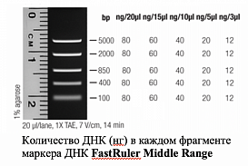 Маркер длин ДНК FastRuler Middle Range, 5 фрагментов от 50 до 1500 п.н., готовый к применению