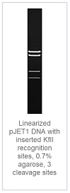 0.7 % агарозный гель-электрофорез с результатами гидролиза линеаризованной ДНК pJET1 с встроенными сайтоми распознавания KflI (3 сайта рестрикции)