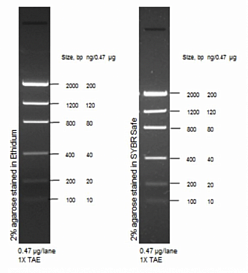 Маркер длин ДНК Low DNA Mass от 100 п.н. до 2000 п.н., 0,1175 мкг/мкл