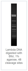 1.0 % агарозный гель-электрофорез с результатами гидролиза ДНК фага лямбды эндонуклеазой рестрикции BfoI (48 сайтов рестрикции)