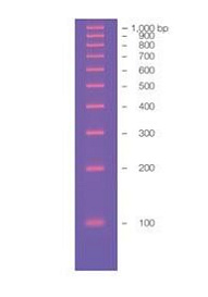 Маркер длин ДНК EZ Load 100 bp, 10 фрагментов от 100 до 1000 п.н., готовый к применению, 0,05 мкг/мкл