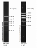 Маркер длин ДНК High DNA Mass Ladder, 6 фрагментов от 1000 до 10 000 п.н., 0,13 мкг/мкл Фото 2
