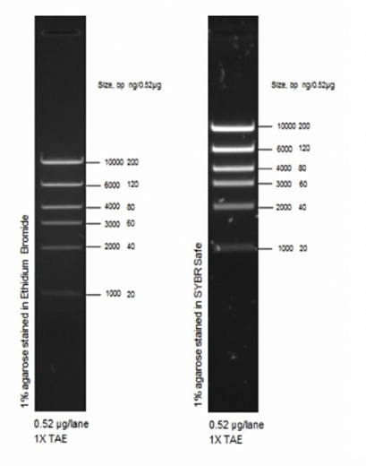 Маркер длин ДНК High DNA Mass Ladder, 6 фрагментов от 1000 до 10 000 п.н., 0,13 мкг/мкл Фото 1