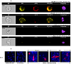 Набор для конъюгации антител PE / R-Phycoerythrin Conjugation Kit, Lightning-Link Фото 6