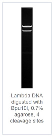 0.7 % агарозный гель-электрофорез с результатами гидролиза ДНК фага лямбды эндонуклеазой рестрикции Bpu10I (4 сайта рестрикции)