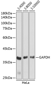 Антитела Anti-Rabbit IgG (H+L) козьи, конъюгированные с HRP, вестерн-блоттинг лизатов HeLa клеток