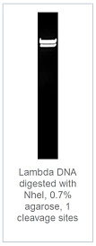0.7 % агарозный гель-электрофорез с результатами гидролиза ДНК фага лямбды эндонуклеазой рестрикции NheI (1 сайт рестрикции)