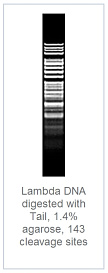 1.4 % агарозный гель-электрофорез с результатами гидролиза ДНК фага лямбды эндонуклеазой рестрикции TaiI (143 сайта рестрикции)