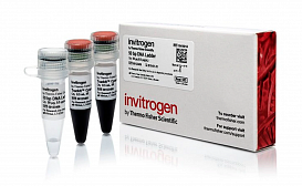 Маркер длин ДНК, 50 bp, 17 фрагментов от 50 до 2500 п.н., 0,5 мкг/мл