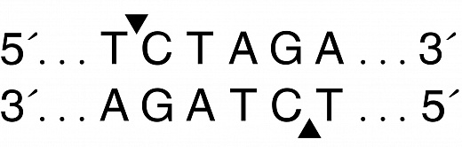  Эндонуклеаза рестрикции XbaI, 20 000 ед/мл, New England Biolabs