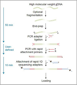 Набор для секвенирования ДНК со стадией ПЦР, PCR Seqiencing Kit